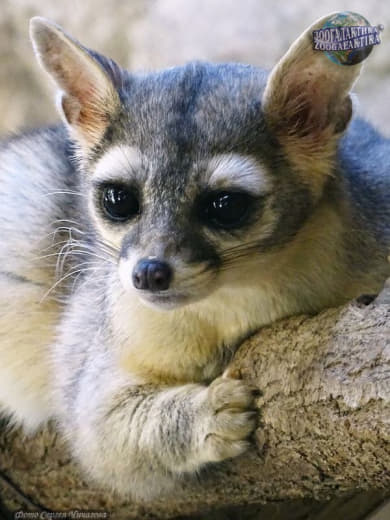 raccoon 09.12.2019